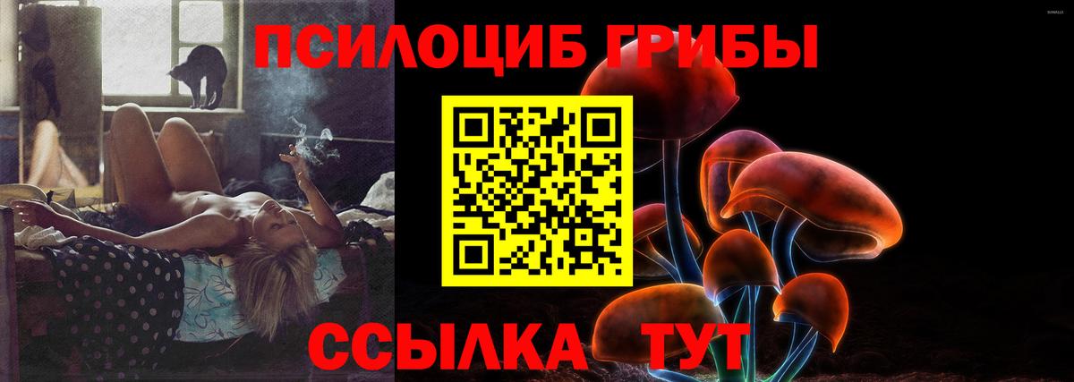Галлюциногенные грибы Psilocybe Пенза